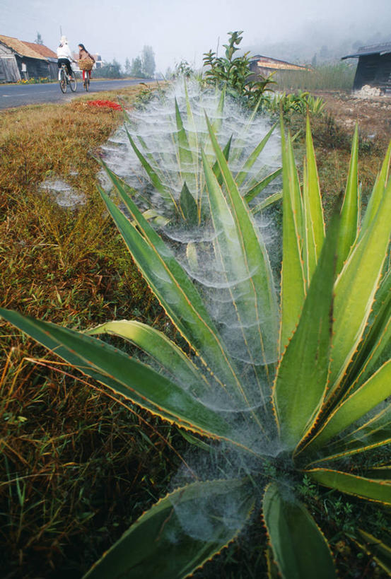 竖图,植物,路,自行车,仙人掌,越南,蜘蛛网,黎明,车,脚踏车,骑,交通工具,骑车,摄影,东南亚,早晨,载具,印度支那,宁顺,彩图