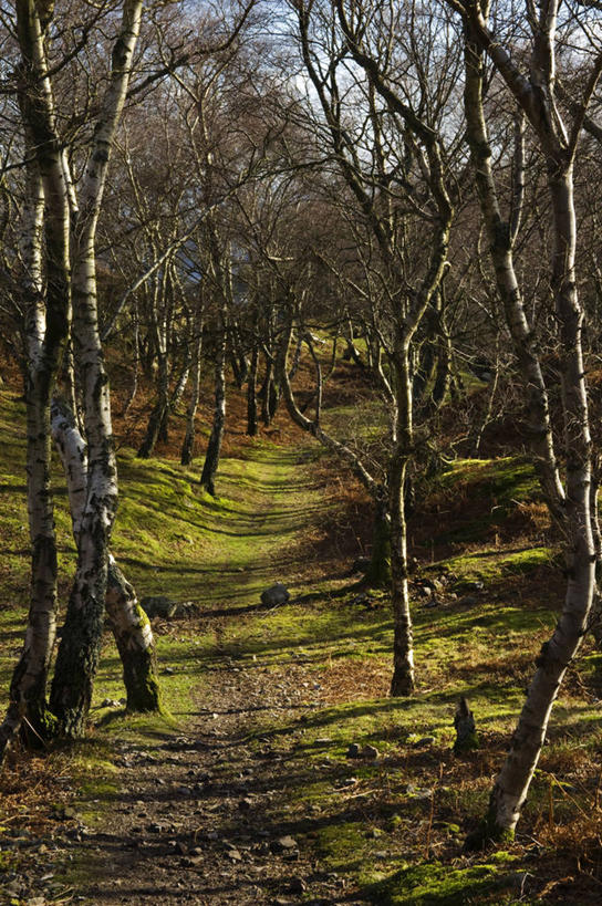 无人,横图,狼,金属制品,英国,大门,摄影,复杂,威尔士,铁艺,巴洛克风格,爱国主义,盾形徽章,设计,彩图