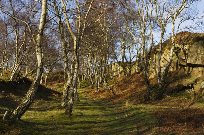 无人,横图,狼,金属制品,英国,大门,摄影,复杂,威尔士,铁艺,巴洛克风格,爱国主义,盾形徽章,设计,彩图