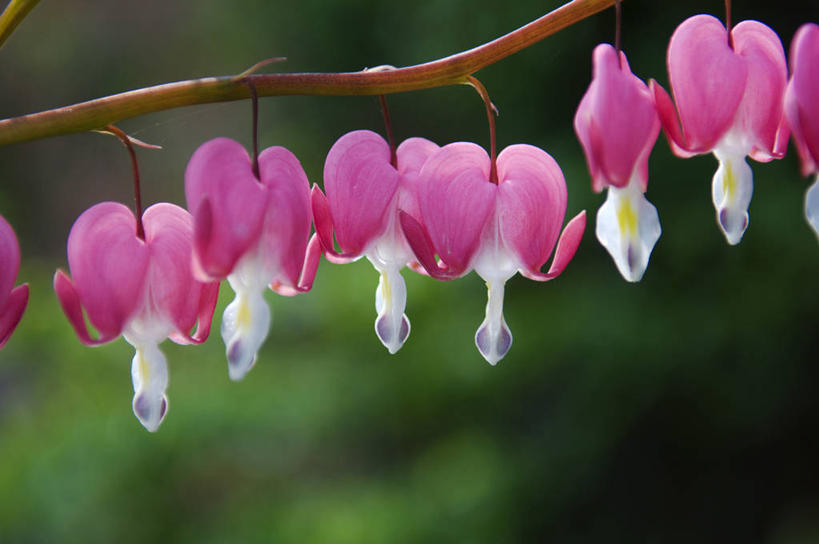 无人,横图,植物,英国,水滴,园艺,花,粉色,白色,自然,摄影,脆弱,威尔士,荷包牡丹,彩图,美人