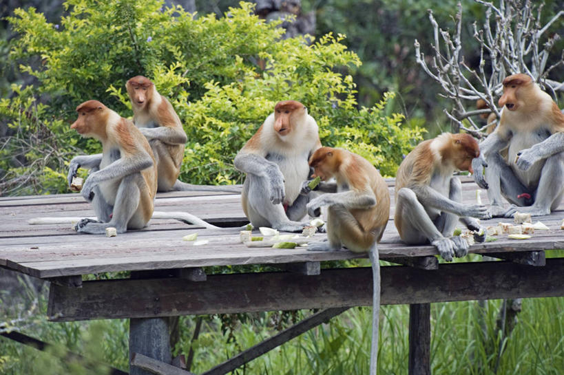 无人,横图,室外,马来西亚,亚洲,沙子,岛,地形,风景,摄影,东南亚,浮罗交怡岛,天堂镇,吉打州,海滩,彩图,旅行,马来文化