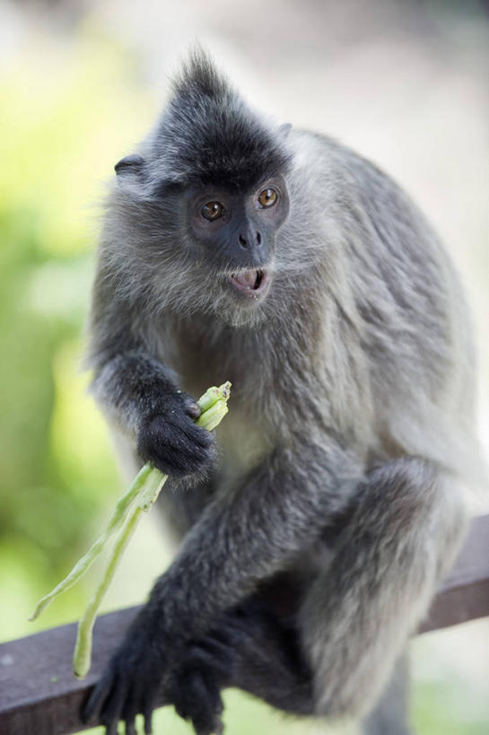 无人,横图,室外,马来西亚,亚洲,沙子,岛,地形,风景,摄影,东南亚,浮罗交怡岛,天堂镇,吉打州,海滩,彩图,旅行,马来文化