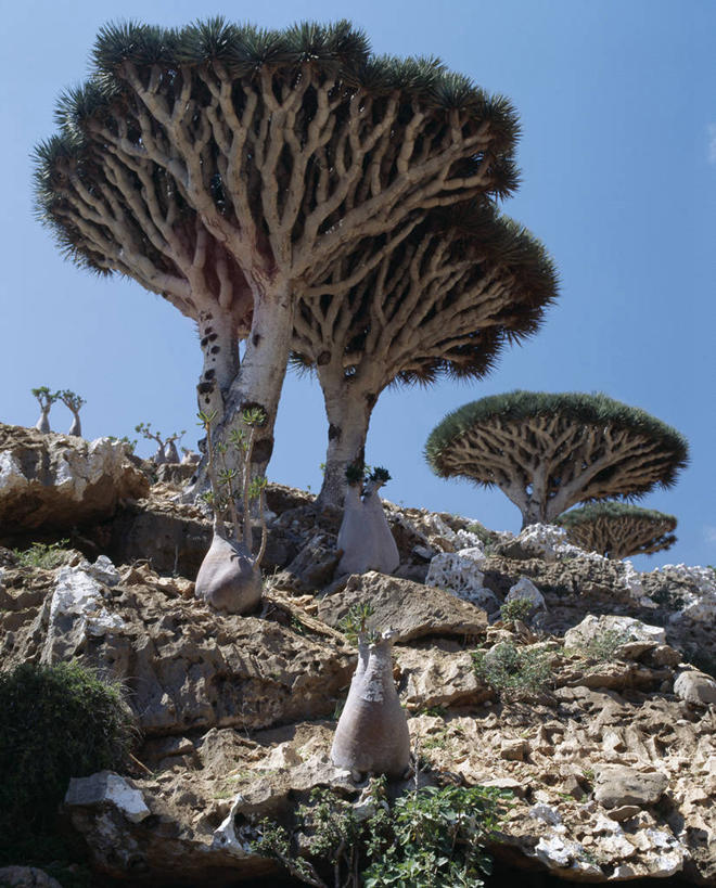 无人,竖图,室外,也门,摄影,印度洋,朱砂,群岛,彩图