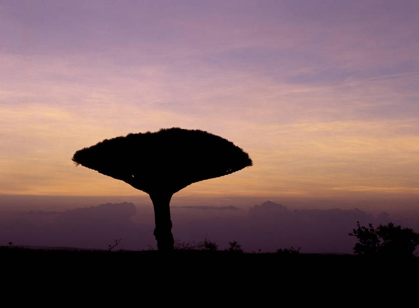 无人,横图,室外,日落,也门,树,黄昏,摄影,印度洋,剪影,朱砂,群岛,彩图