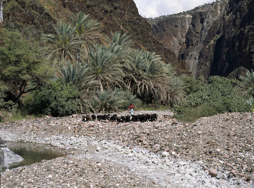 无人,横图,室外,河流,也门,树,小溪,摄影,印度洋,海枣树,群岛,绵羊,彩图
