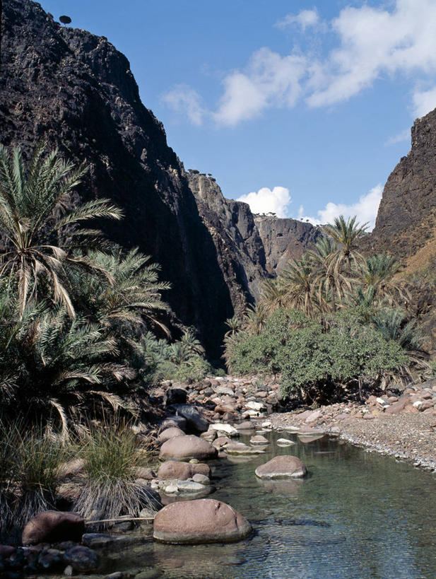 无人,横图,室外,河流,也门,树,小溪,摄影,印度洋,海枣树,群岛,彩图