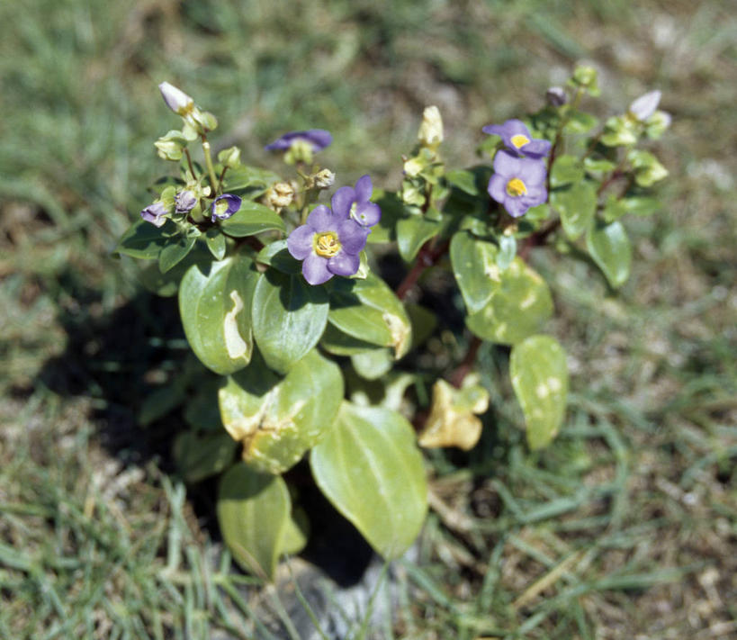 无人,横图,室外,河流,也门,树,小溪,摄影,印度洋,海枣树,群岛,彩图