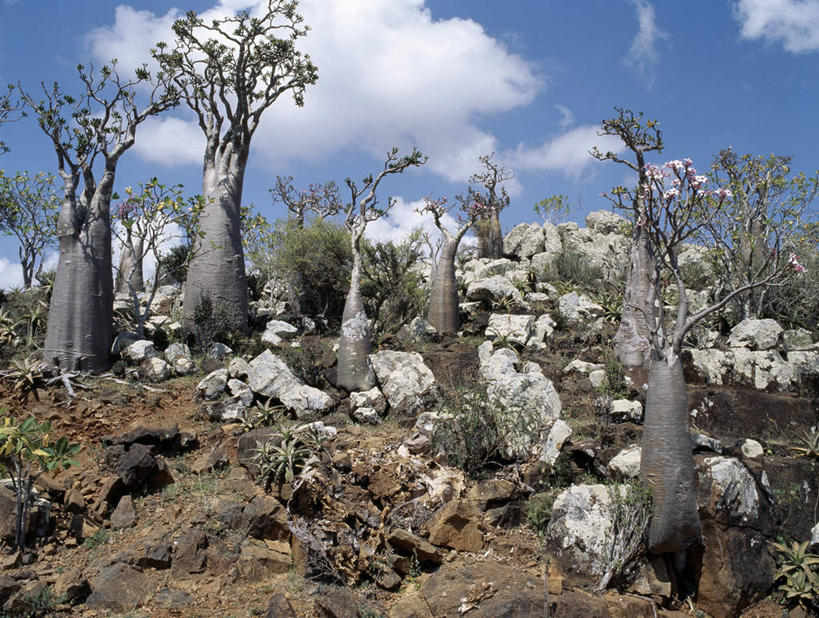 无人,横图,室外,也门,摄影,印度洋,群岛,彩图