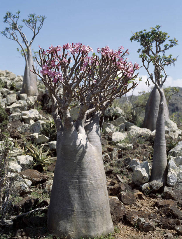 无人,横图,室外,农业,石榴,水果,也门,枝,树,摄影,印度洋,群岛,彩图