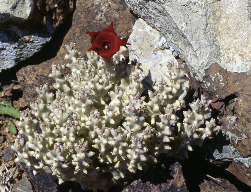 无人,横图,室外,农业,石榴,水果,也门,枝,树,摄影,印度洋,群岛,彩图