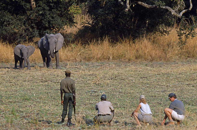 无人,横图,室外,哺乳动物,野生动物,非洲,赞比亚,长牙,非洲象,动物,摄影,观看,灌木,国家公园,母牛,象,彩图,南卢安瓜国家公园