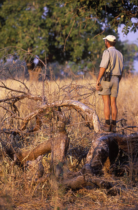 一个人,导游,竖图,室外,日落,非洲,赞比亚,树,黄昏,橙色,摄影,视角,双筒望远镜,步行,彩图,南卢安瓜国家公园