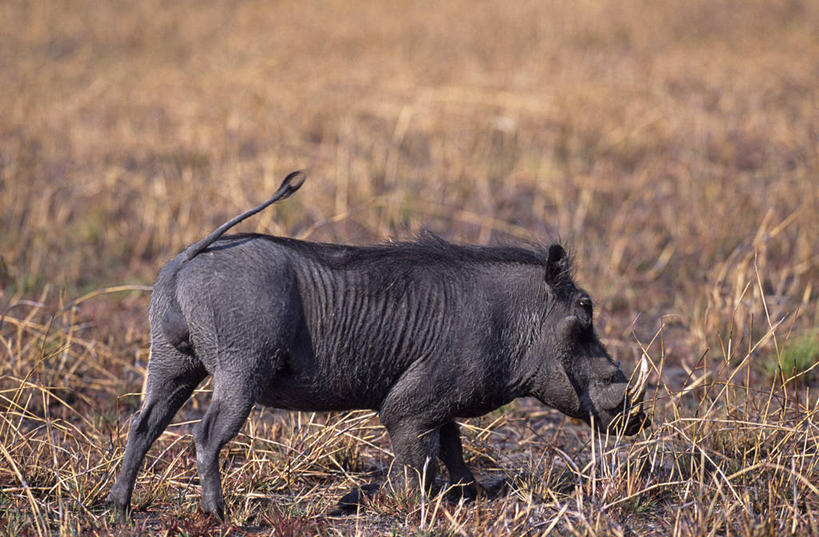 老年人,无人,笑,微笑,横图,室外,白天,骄傲,草原,哺乳动物,野生动物,狮子,非洲,赞比亚,捕食,热,草,动物,平原,眯眼,眯,摄影,国家公园,猫科动物,鬃毛,野生动物保护区,卡富埃国家公园,自然保护区,能力,彩图