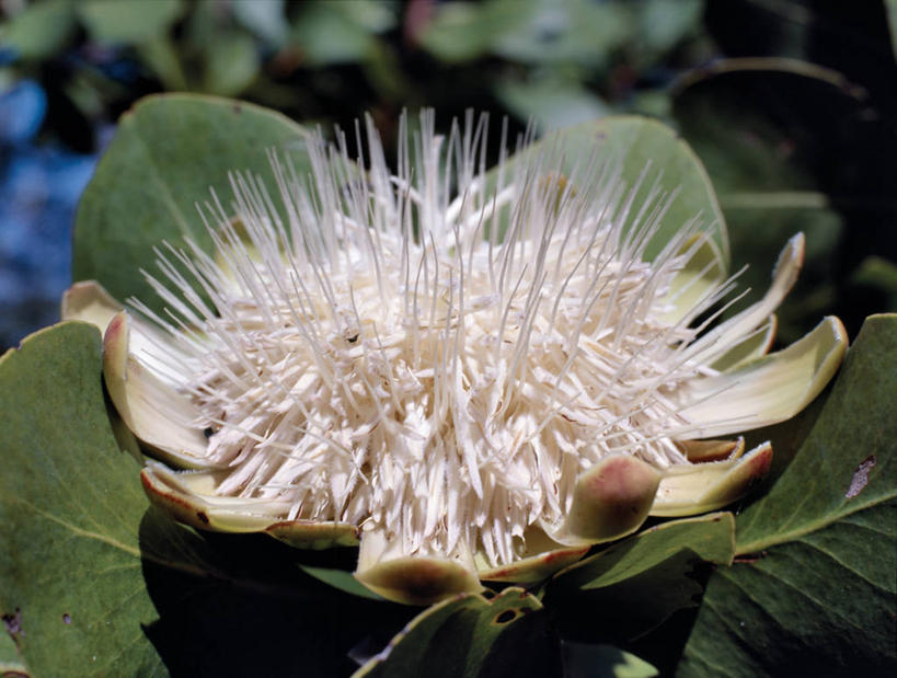 无人,横图,植物,非洲,南非,赞比亚,花,白色,摄影,图标,徽章,山龙眼,普罗梯亚木,黄豆树,彩图,大力王