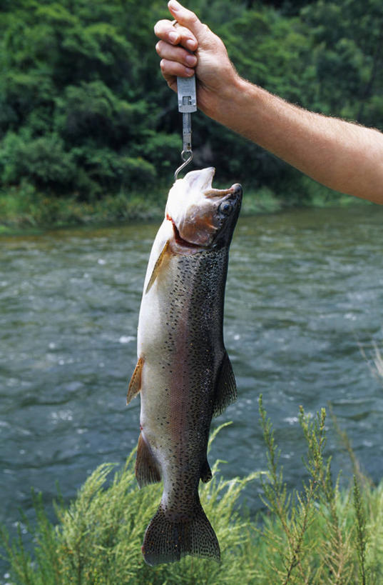西方人,一个人,公园,竖图,室外,河流,鳟鱼,欧洲,非洲,津巴布韦,黑人,欧洲人,吊挂,悬挂,挂,拿着,鱼类,摄影,鱼钩,虹鳟鱼,国家公园,阿非利加洲,津巴布韦共和国,辛巴威,尼扬加国家公园,非洲人,彩图,钓鱼