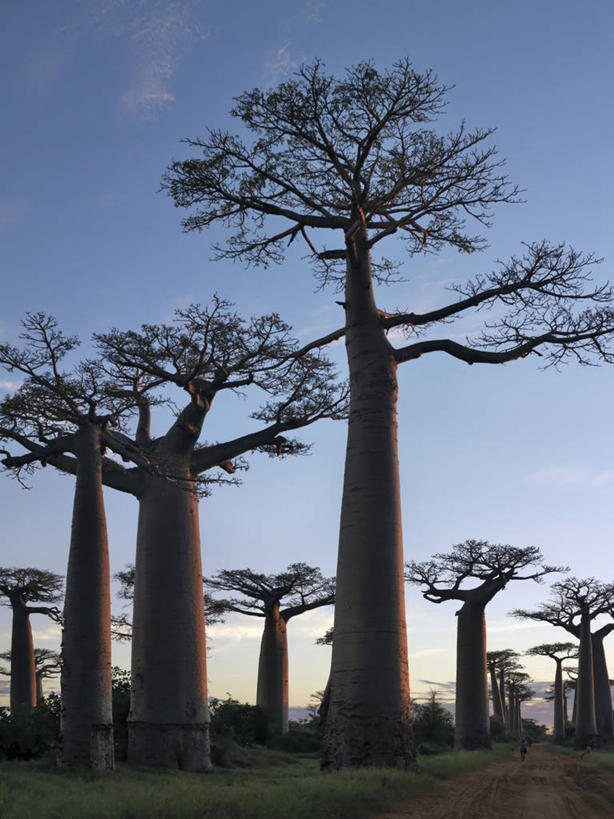 无人,竖图,室外,日出,美景,非洲,马达加斯加,景观,黎明,树,树干,自然,景色,摄影,自然风光,猴面包树,彩图