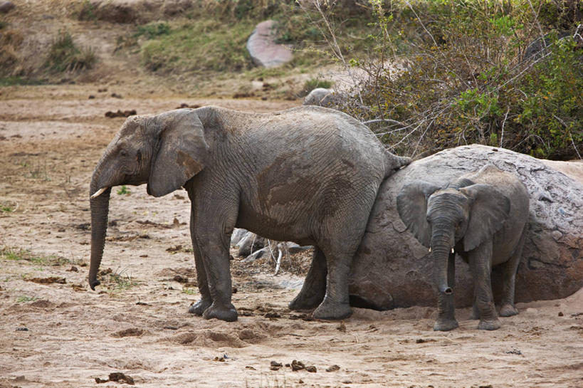 无人,竖图,室外,野生动物,非洲,坦桑尼亚,捕食,摄影,猫鼬,非洲獴,东非,彩图