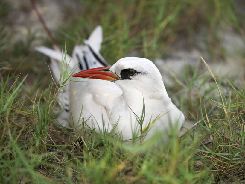无人,横图,海鸟,羽毛,非洲,马达加斯加,鸟类,尾巴,鸟巢,红色,白色,休息,摄影,喙,彩图,动物行为