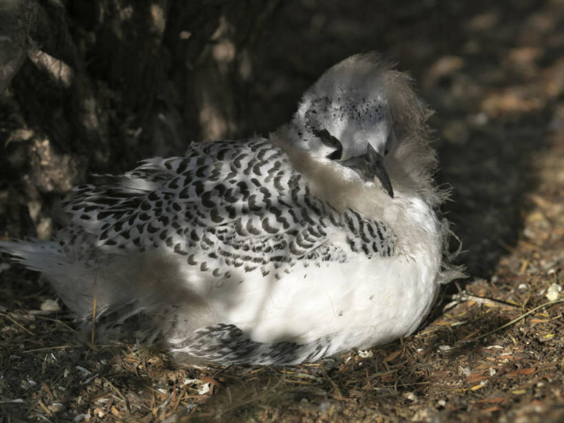 婴儿,无人,横图,海鸟,羽毛,非洲,马达加斯加,鸟类,鸟巢,小鸟,动物,摄影,彩图,人老心不老