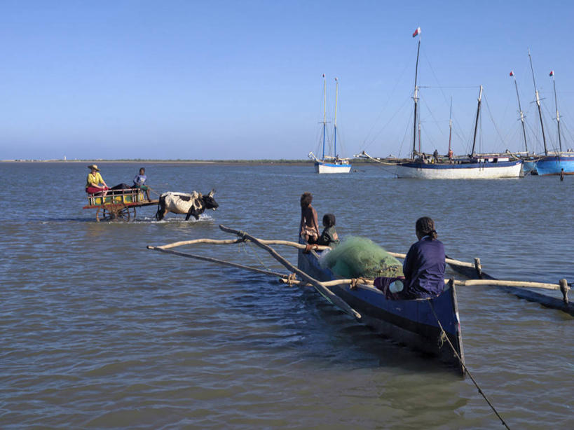横图,旅游,海洋,水,船,牛,日光,非洲,马达加斯加,行人,游客,游人,推车,渔船,牛车,路人,旅客,蓝色,天空,行李,社区,摄影,行李车,帆樯,桅竿,过客,图利亚拉,野牛,彩图,帆柱