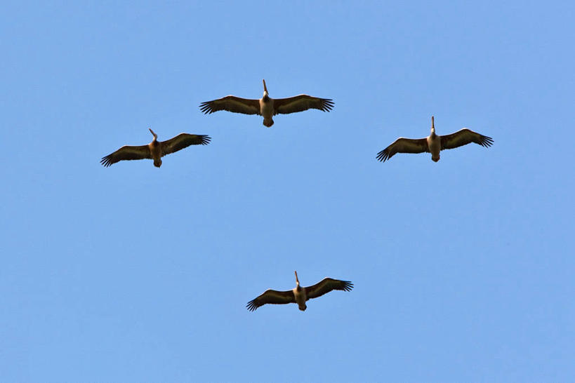 无人,横图,非洲,坦桑尼亚,鸟类,飞,摄影,鹈鹕,东非,彩图