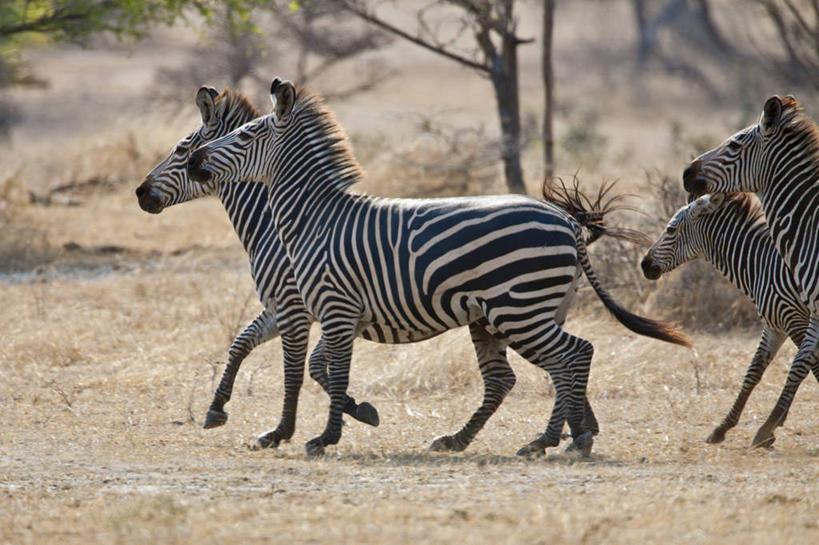 无人,横图,斑马,野生动物,非洲,坦桑尼亚,摄影,东非,彩图