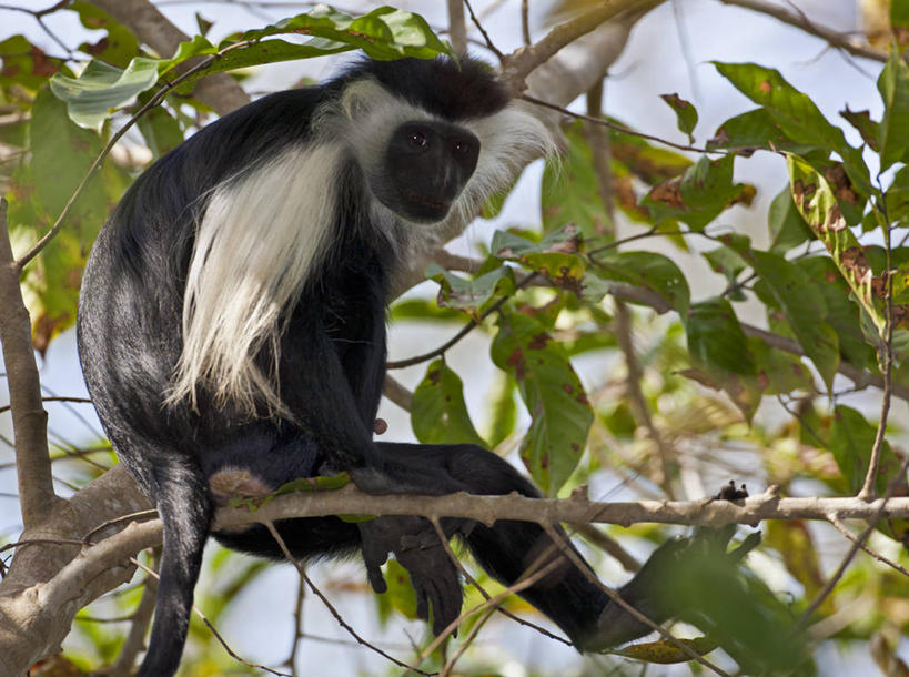 无人,横图,野生动物,猴子,非洲,坦桑尼亚,摄影,叶猴,灵长目,东非,彩图