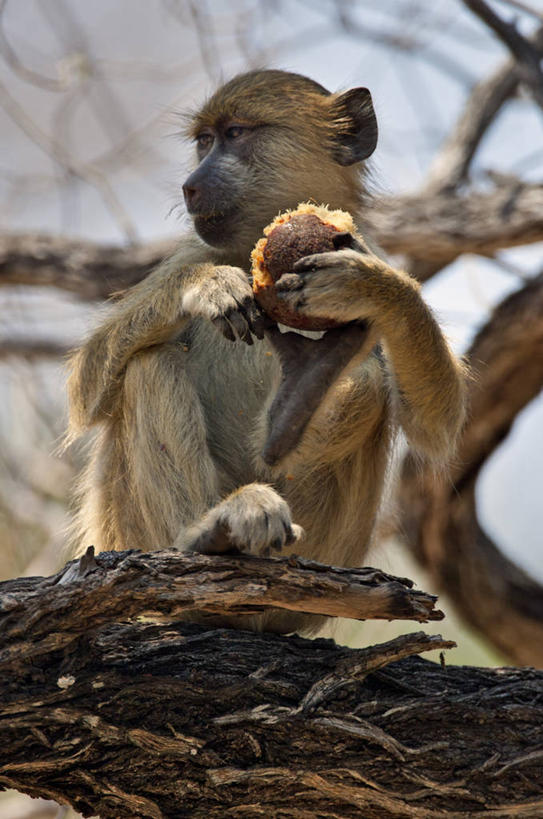 无人,竖图,野生动物,猴子,水果,非洲,坦桑尼亚,狒狒,食品,坚果,摄影,灵长目,东非,彩图,黄狒狒,动物行为