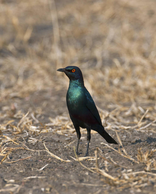无人,农场,横图,室外,农业,植物,非洲,马达加斯加,房屋,稻田,摄影,苏格兰高地,彩图,传统文化