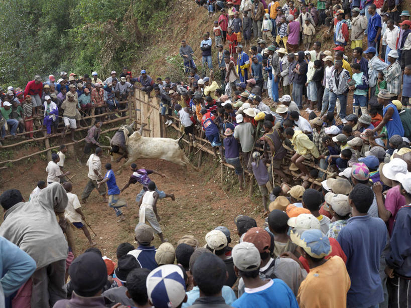 横图,锻炼,快乐,比赛,运动,竞争,牛,非洲,马达加斯加,娱乐,斗牛场,动物,休闲,家畜,摄影,体育运动,群众,体育,危险,扔,彩图,健身,传统文化,马上枪术比赛