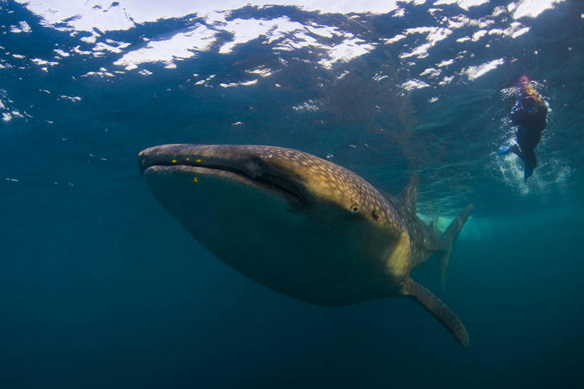 游泳,无人,横图,旅游,水下,海洋,鲨鱼,非洲,吉布提,鱼类,摄影,呼吸管,喂养,水中呼吸器,鲸鲨,冒险,彩图,旅行,水肺潜水