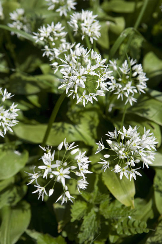 无人,竖图,植物,英国,食品,饮食,英格兰,花,白色,自然,摄影,有机食品,熊葱,多塞特郡,彩图,西南英格兰,百合科