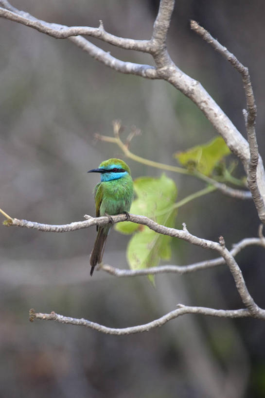 无人,竖图,蜂鸟,鸟,阿曼,鸟类,摄影,中东,波斯湾,蜂虎,塞拉莱,食蜂鸟,彩图,阿拉伯半岛,黑蜂虎