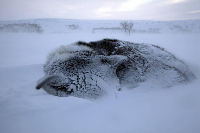 成年人,一个人,打电话,横图,室外,通讯,探险,北极,雪,狗,挪威,仅一个男性,天气,北,寒冷,摄影,斯堪的纳维亚,雪橇犬,斯堪狄纳维亚半岛,探险家,男人,电话机,彩图,旅行