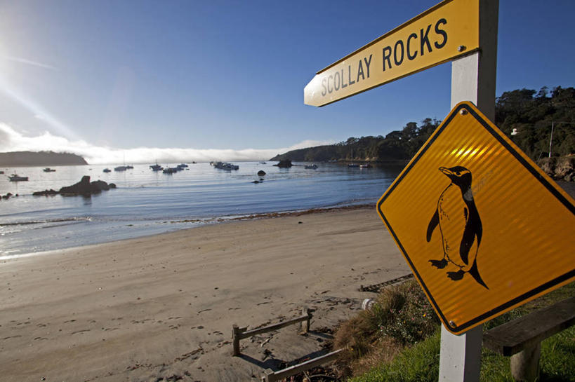 无人,横图,室外,海洋,新西兰,放松,摄影,宁静,新西兰南岛,方向标,斯图尔特岛,海滩,彩图