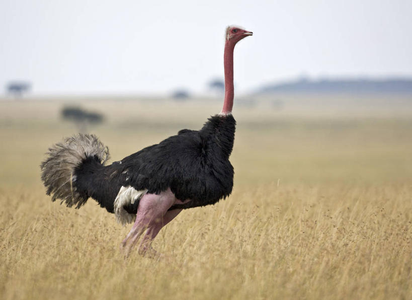 无人,横图,室外,野生动物,鸵鸟,非洲,肯尼亚,鸟类,平原,摄影,自然保护区,彩图,马赛马拉国家保护区