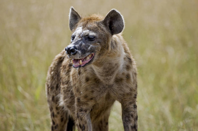 无人,笑,横图,室外,哺乳动物,野生动物,非洲,肯尼亚,捕食,动物,摄影,考古学,鬣狗,斑点土狼,自然保护区,彩图,马赛马拉国家保护区