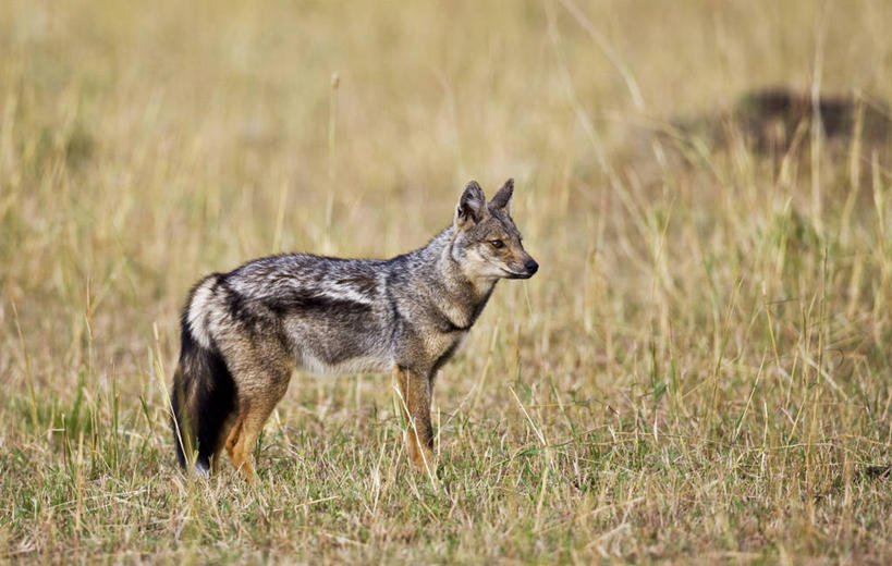 无人,横图,室外,哺乳动物,野生动物,非洲,肯尼亚,捕食,动物,摄影,考古学,杂食动物,豺,自然保护区,彩图,马赛马拉国家保护区