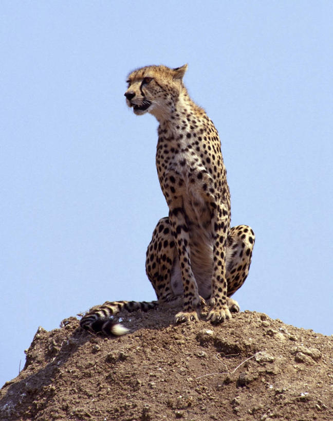 无人,竖图,室外,野生动物,非洲,肯尼亚,捕食,动物,摄影,自然保护区,猎豹,彩图,马赛马拉国家保护区,动物行为