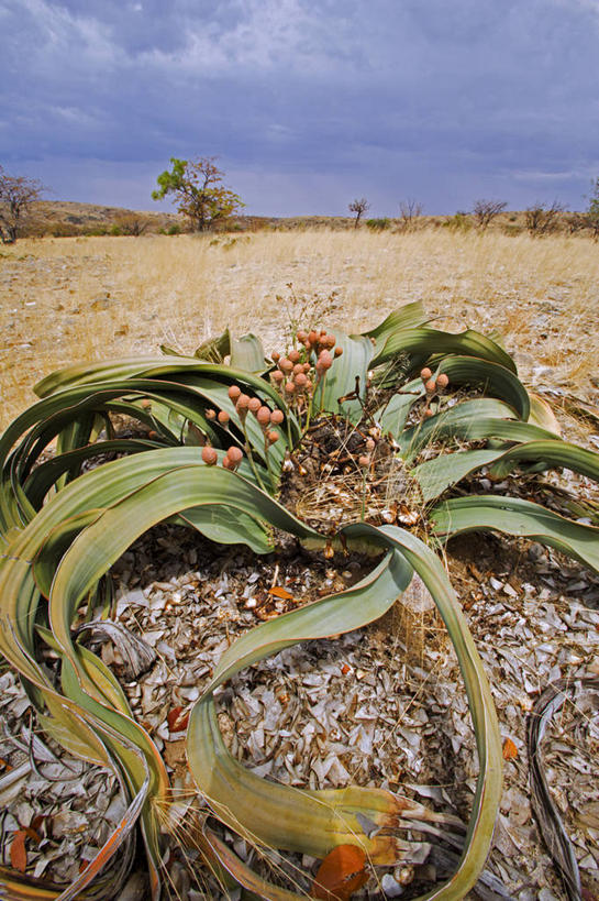 西方人,无人,竖图,室外,沙漠,植物,欧洲,非洲,纳米比亚,黑人,欧洲人,自然,摄影,环境,达马拉兰,纳米布沙漠,百岁兰,非洲人,彩图
