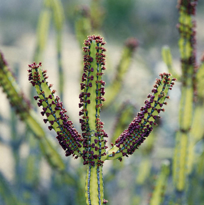 无人,竖图,植物,非洲,肯尼亚,锐利,摄影,灌木,考古学,锋利,尖锐,彩图,肉质植物