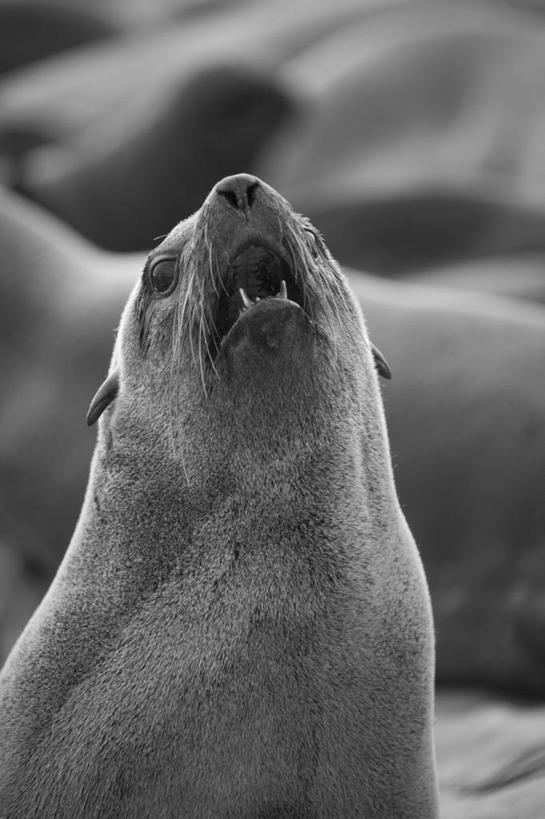 西方人,无人,竖图,黑白,哺乳动物,海豹,野生动物,欧洲,非洲,纳米比亚,黑人,欧洲人,动物,可爱,摄影,活泼,海狗,腽肭兽,海熊,非洲人,彩图,灰度图像