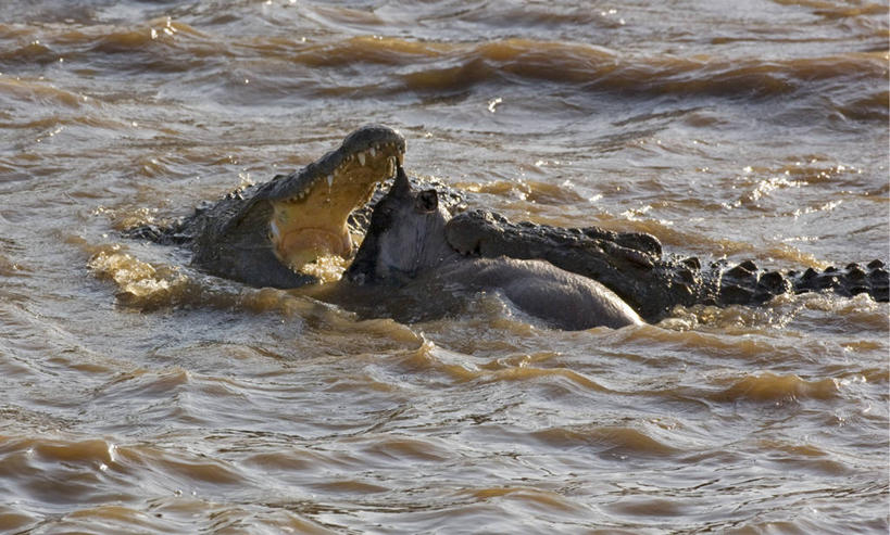 游泳,无人,横图,室外,鳄鱼,野生动物,非洲,肯尼亚,捕食,动物,摄影,死亡,迁徙,暴力,恐怖,非洲大羚,尼罗鳄,埋伏,自然保护区,蓝牛羚,恐惧,危险,彩图,马赛马拉国家保护区,罢工,动物行为
