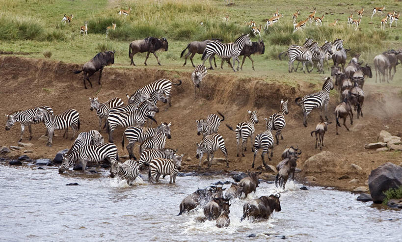 无人,横图,室外,斑马,哺乳动物,野生动物,非洲,肯尼亚,动物,摄影,迁徙,瞪羚,非洲大羚,自然保护区,彩图,马赛马拉国家保护区