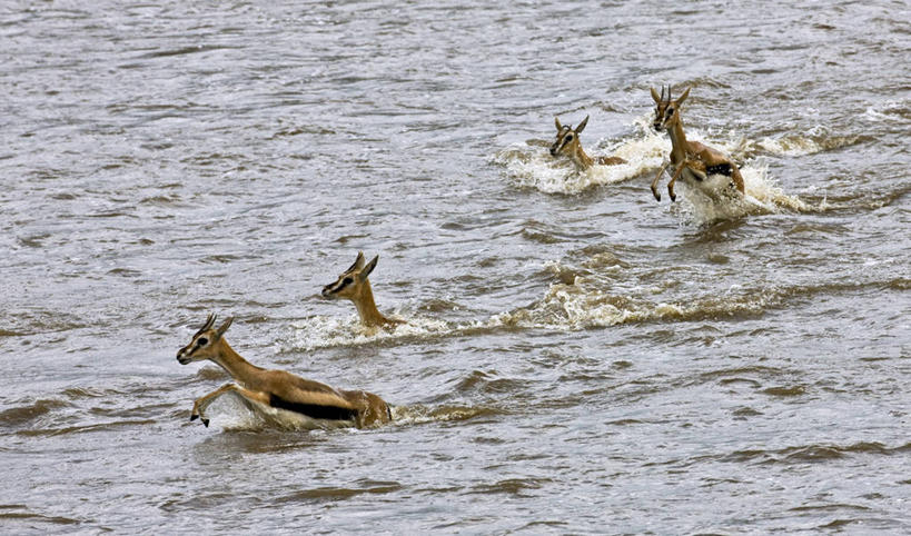 游泳,无人,横图,室外,哺乳动物,野生动物,肯尼亚,动物,摄影,瞪羚,自然保护区,彩图,马赛马拉国家保护区,动物行为