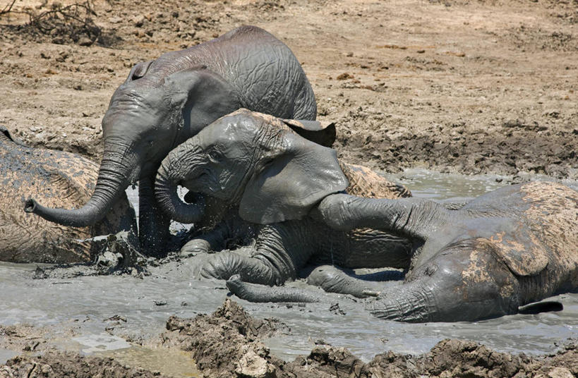 无人,横图,室外,友谊,野生动物,非洲,肯尼亚,动物,摄影,泥,国家公园,孤儿,象,彩图,动物行为