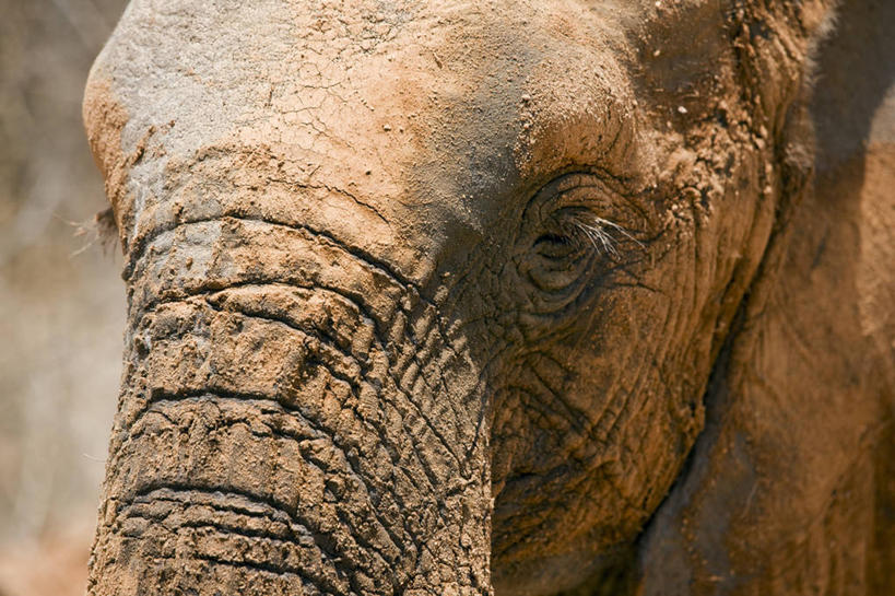 无人,横图,室外,水,野生动物,非洲,肯尼亚,喝,饮料,动物,摄影,国家公园,孤儿,象,彩图,动物行为