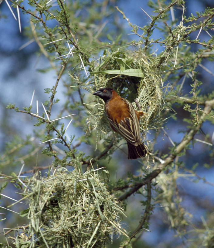 无人,竖图,室外,野生动物,肯尼亚,鸟类,鸟巢,织物,树,摄影,建造,国家公园,织巢鸟,彩图,动物行为,机织物