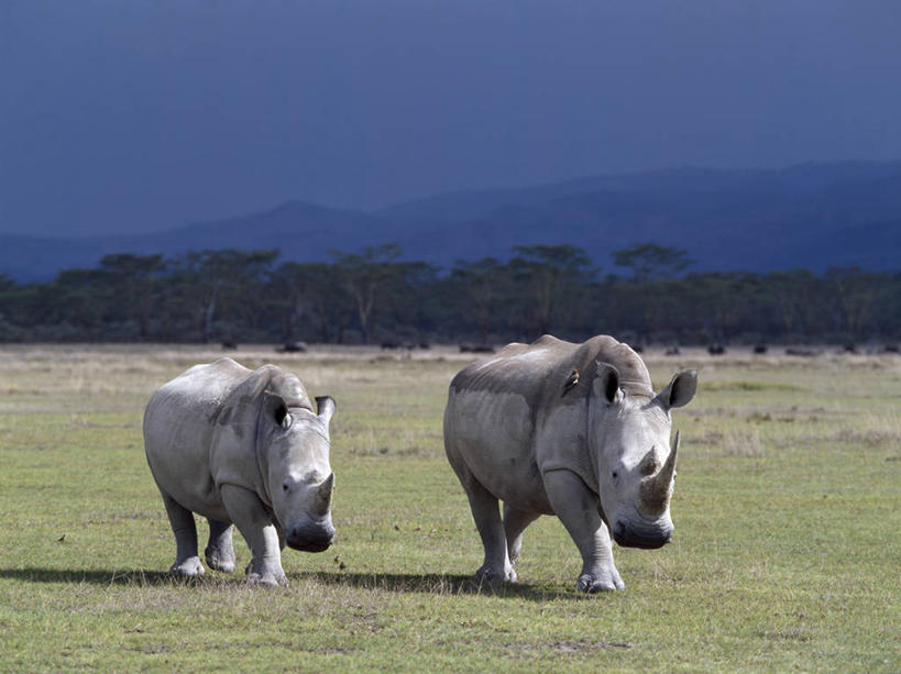 无人,横图,室外,雨,暴风雨,非洲,肯尼亚,鸟类,乌云,动物,摄影,国家公园,小牛,白犀牛,红嘴牛椋鸟,纳库鲁,犀牛,彩图,动物行为,共生关系