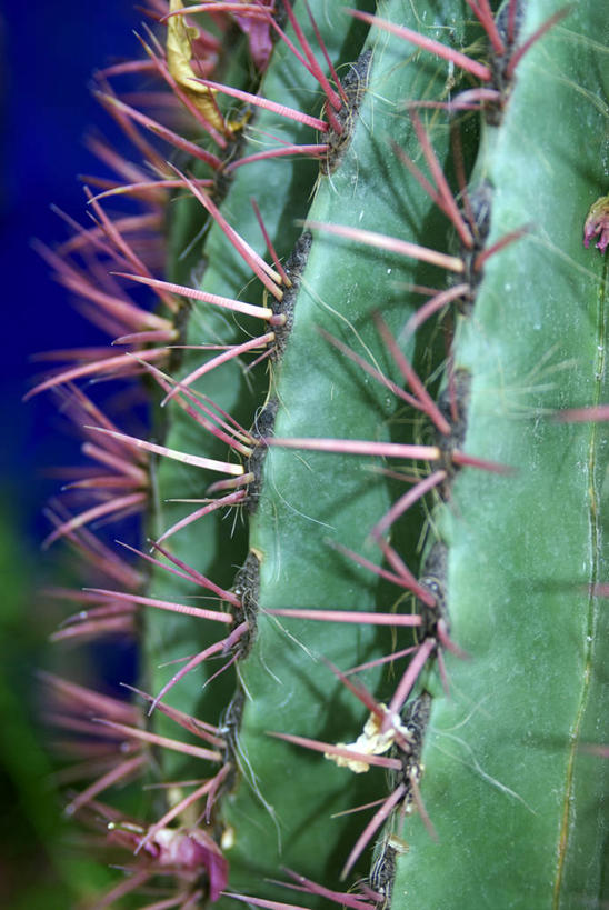无人,竖图,植物,仙人掌,非洲,摩洛哥,锐利,摄影,锋利,尖锐,荆棘,阿非利加洲,摩洛哥王国,马拉喀什,彩图,肉质植物